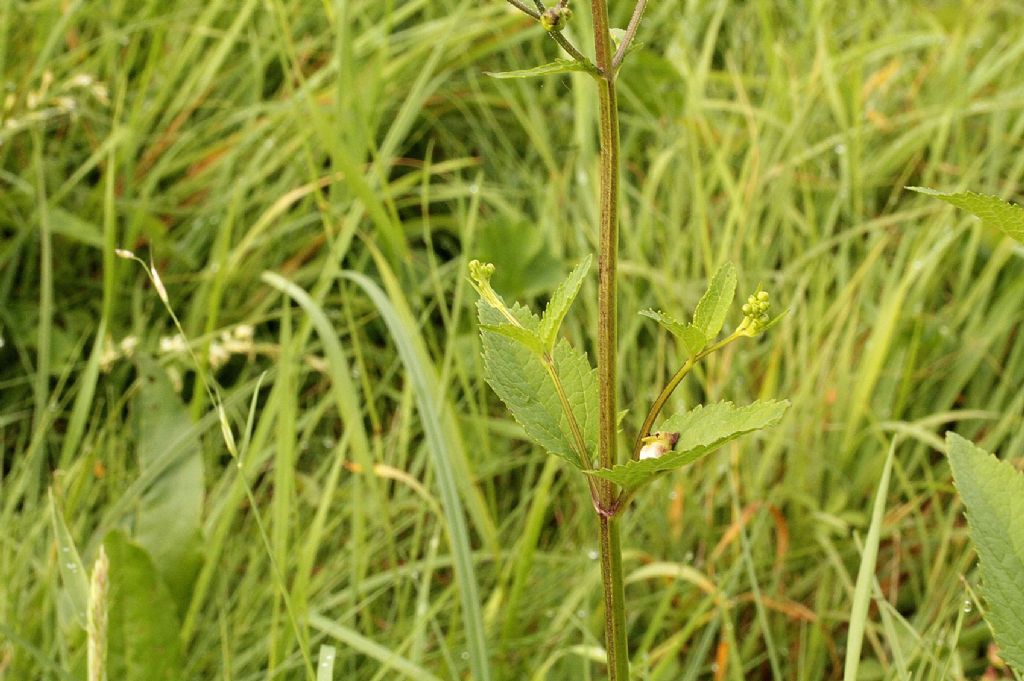 Scrophularia nodosa?